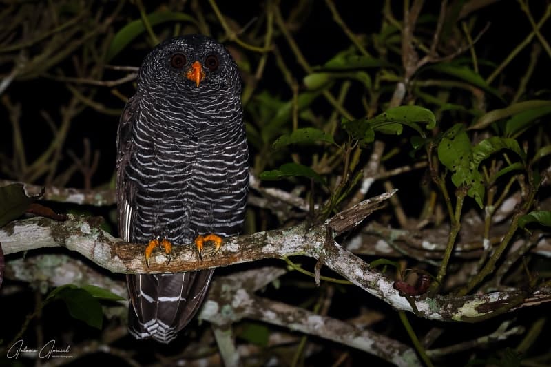 Observadores de aves em trilha na Mata Atlântica de Ilhabela durante a Bird Week (crédito: Antonio Amaral / Prefeitura de Ilhabela)